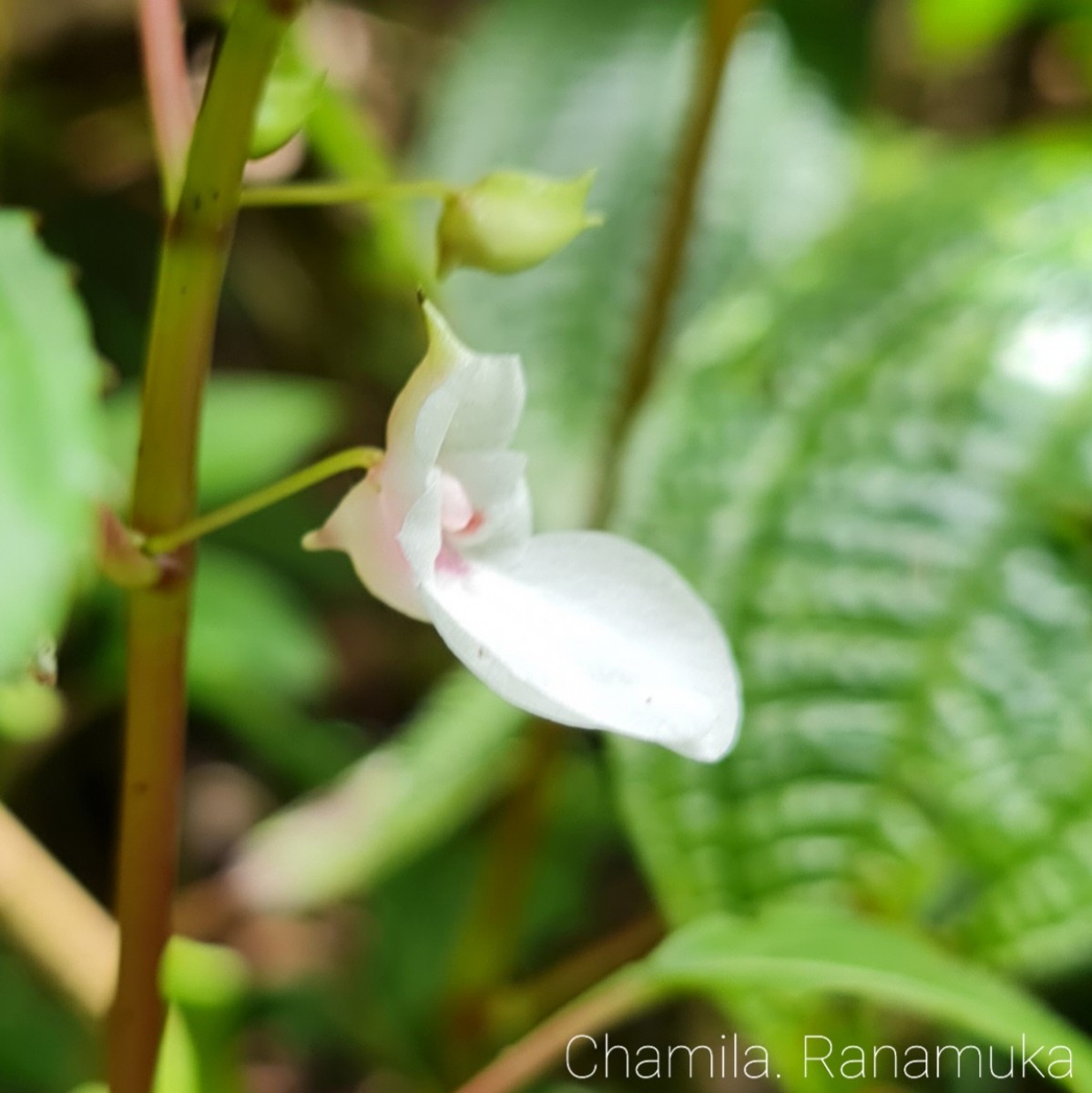 Impatiens truncata Thwaites